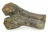 Hadrosaur (Hypacrosaurus) Partial Tibia w/ Metal Stand - Montana #284753-4